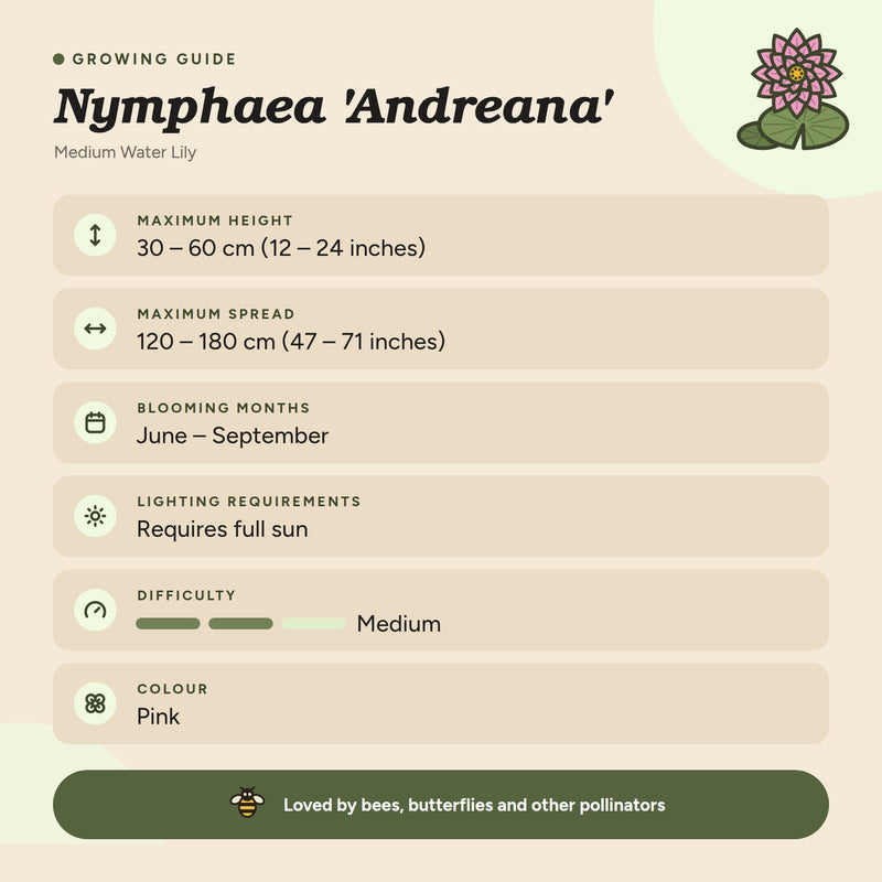 Nymphaea 'Andreana'