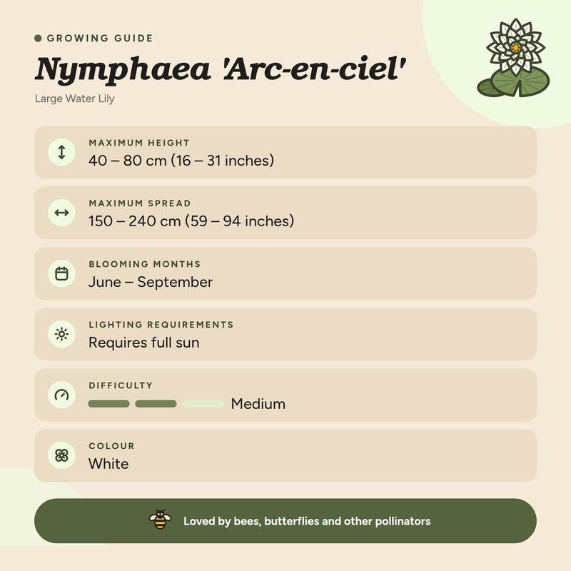 Nymphaea 'Arc-en-ciel'