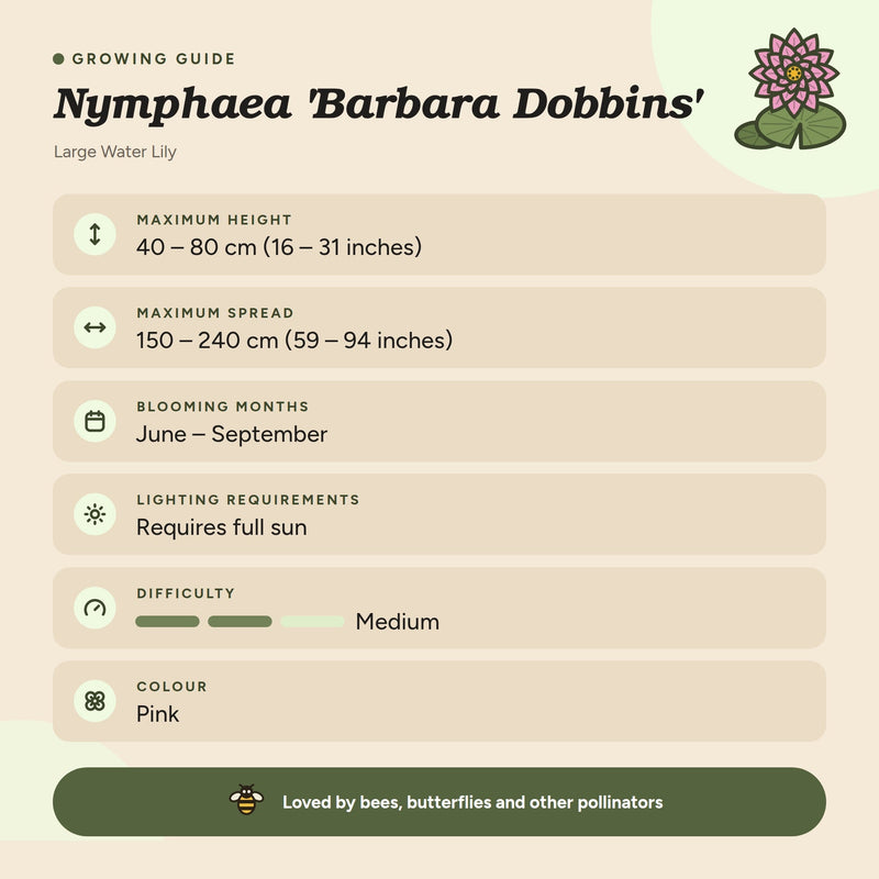 Nymphaea 'Barbara Dobbins'