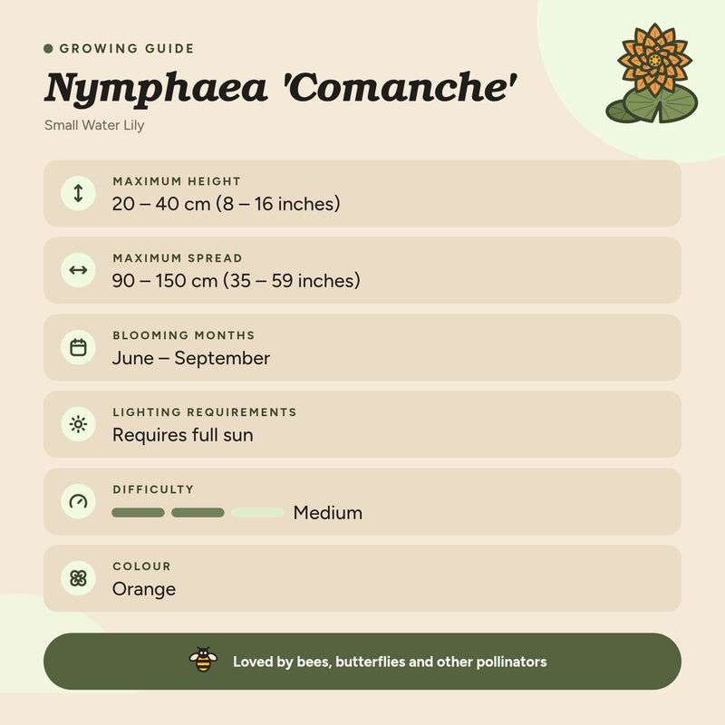 Nymphaea 'Comanche'