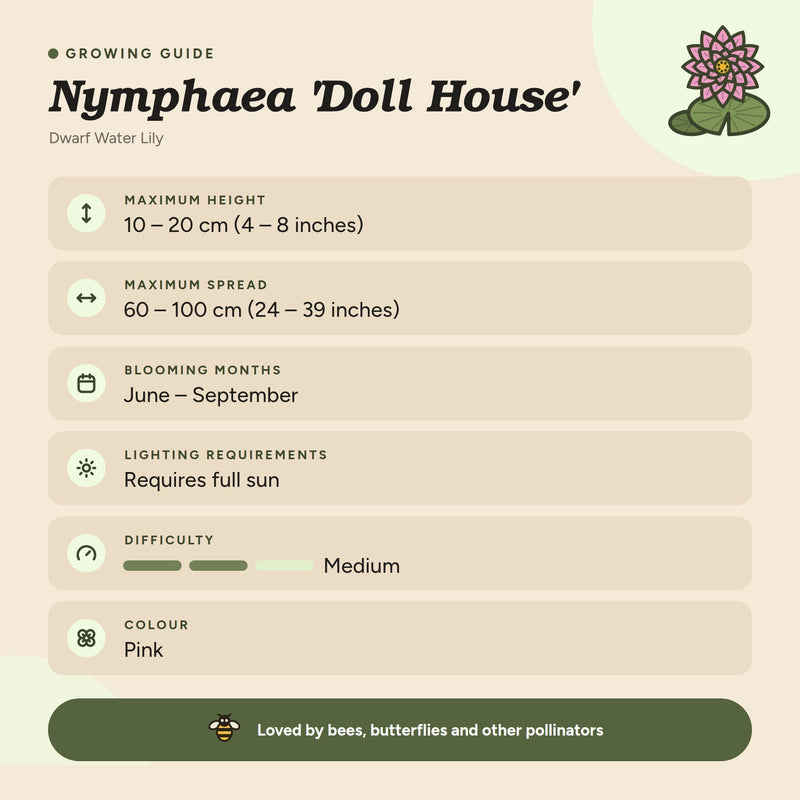 Nymphaea 'Doll House'