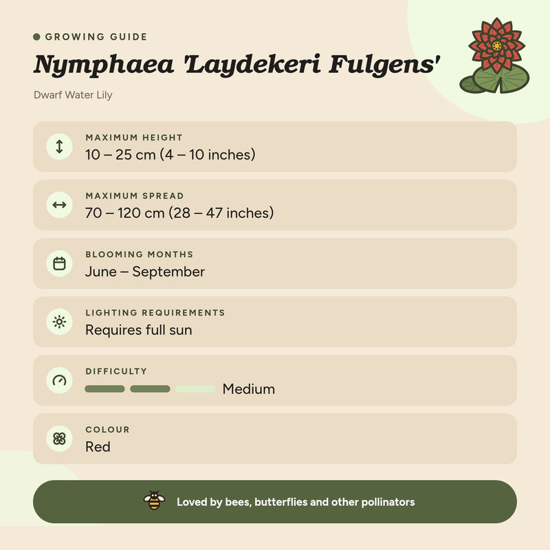 Nymphaea 'Laydekeri Fulgens'