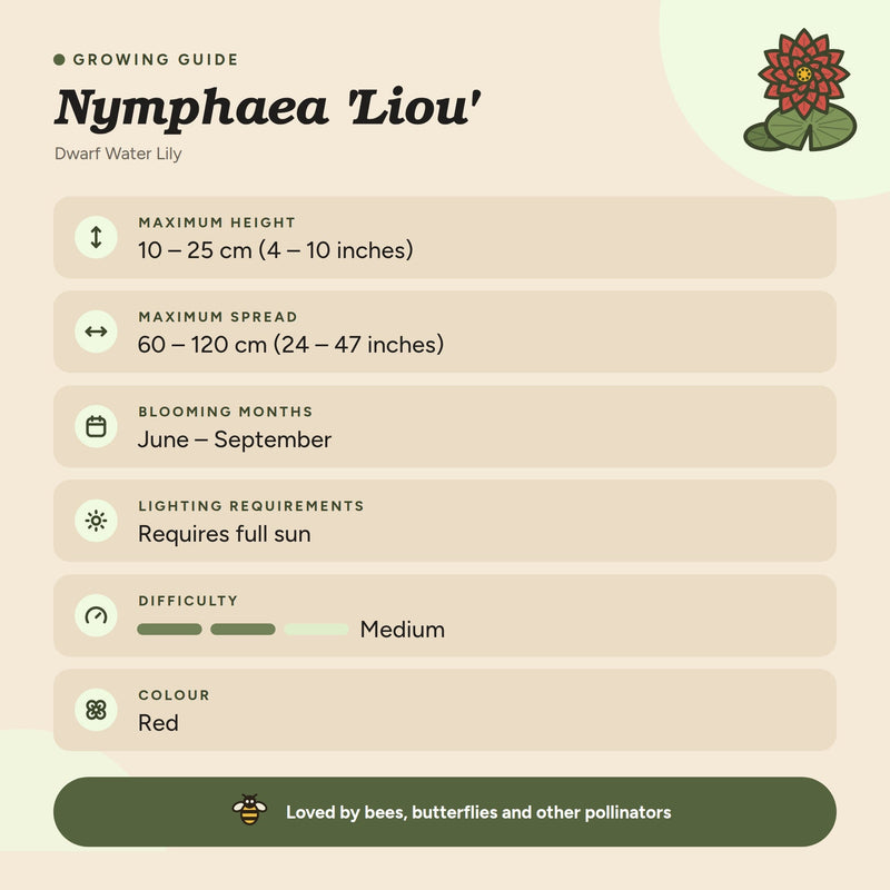 Nymphaea 'Liou'