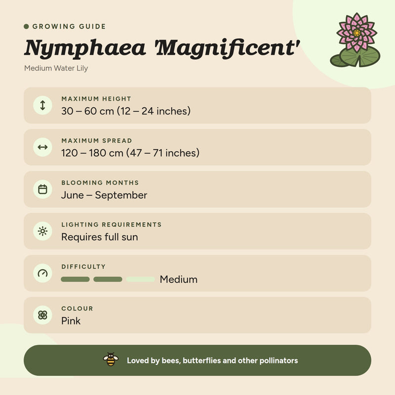 Nymphaea 'Magnificent'