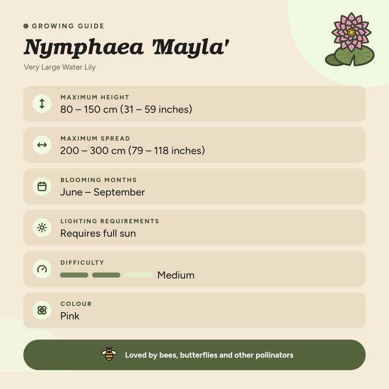 Nymphaea 'Mayla'