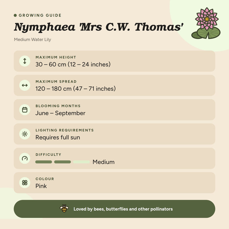 Nymphaea 'Mrs C.W. Thomas'