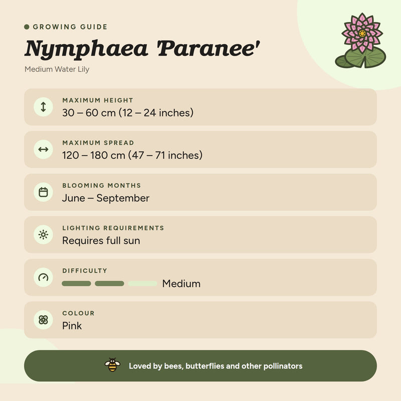 Nymphaea 'Paranee'