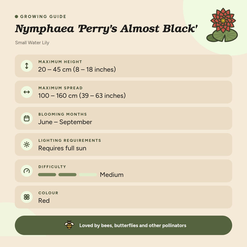 Nymphaea 'Perry's Almost Black'