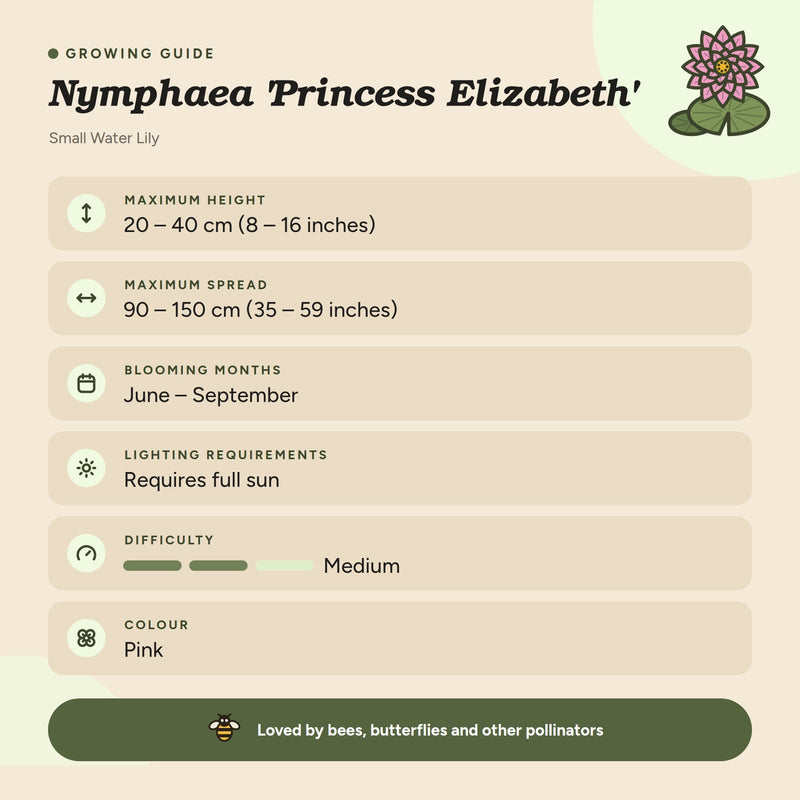 Nymphaea 'Princess Elizabeth'