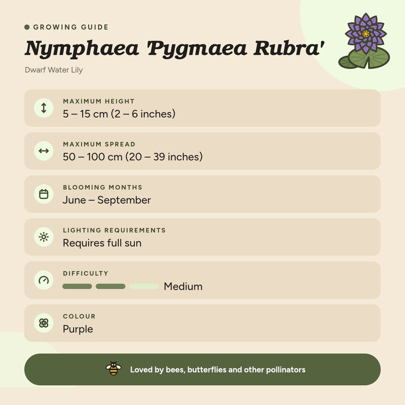 Nymphaea 'Pygmaea Rubra'