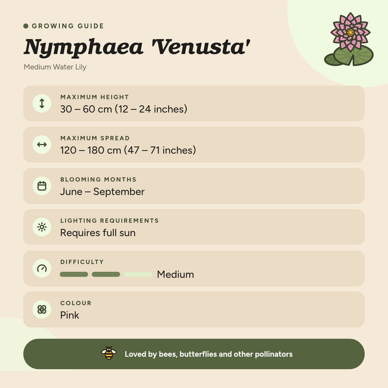 Nymphaea 'Venusta'