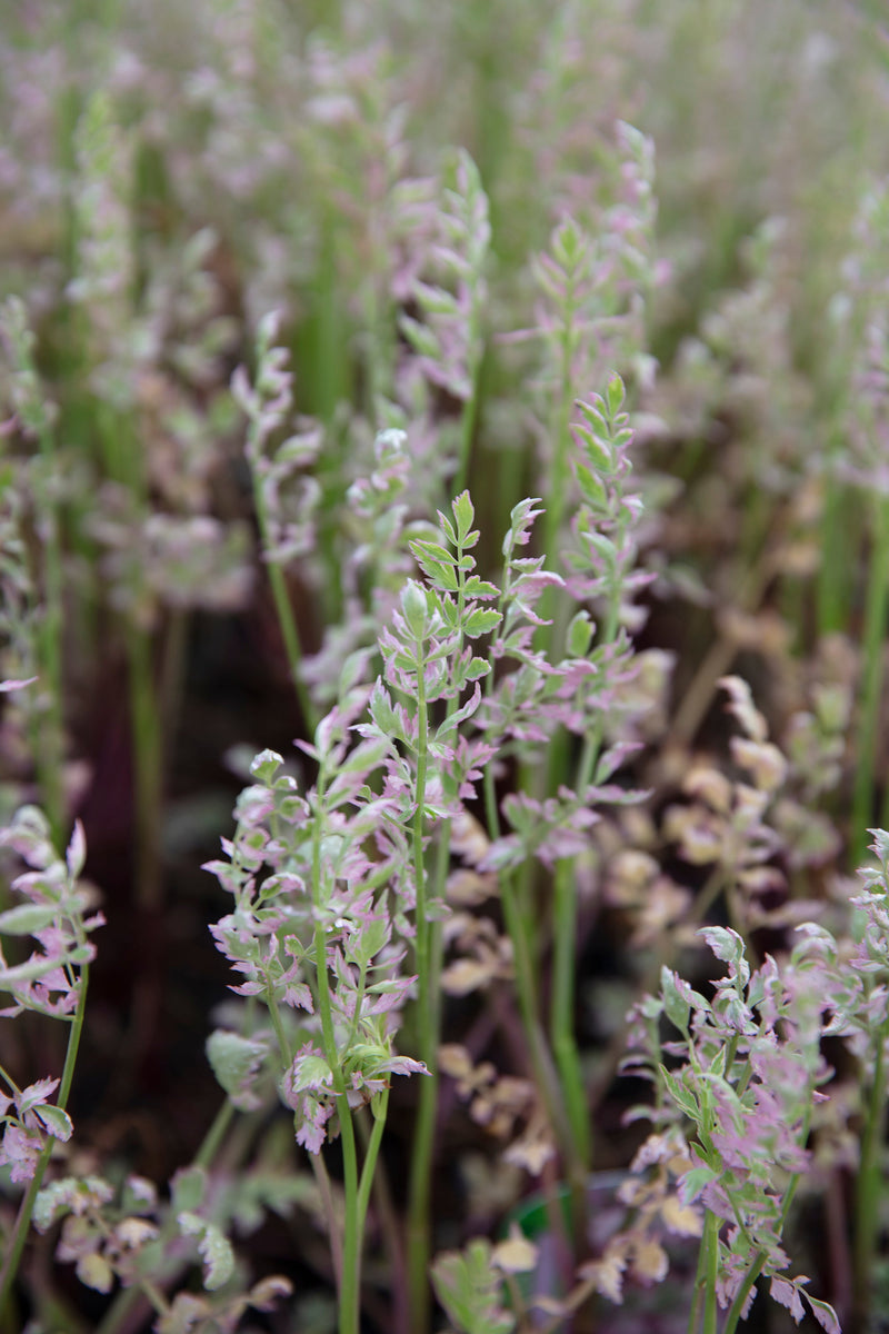Oenanthe javanica 'Flamingo' - Water Dropwort, Pond Marginal Plant