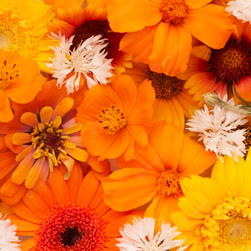 Wholesalers Choice Yellow/Orange