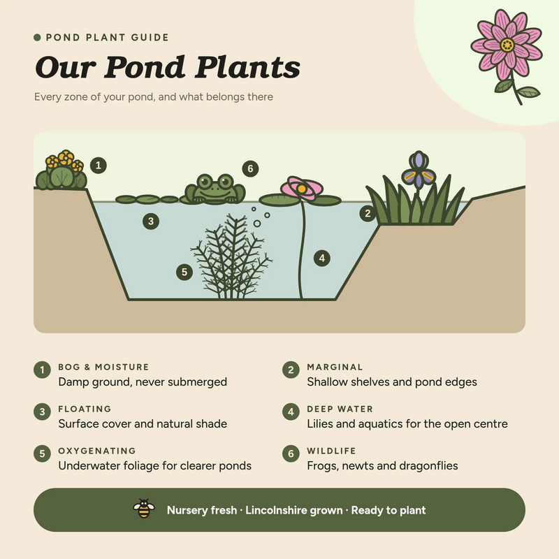 Carex flacca