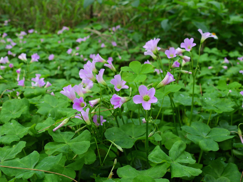Oxalis corymbosa - Pink Wood Sorrel, Pond Edge & Border Plant