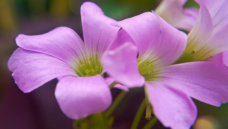 Oxalis corymbosa - Pink Wood Sorrel, Pond Edge & Border Plant