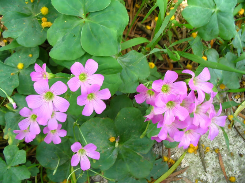 Oxalis corymbosa - Pink Wood Sorrel, Pond Edge & Border Plant