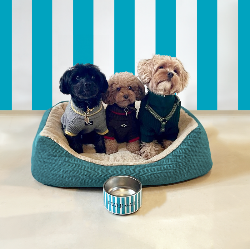 Dog Hydration Bowl