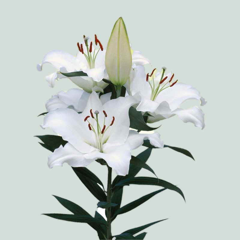 Lily Pacific Ocean (OR) (10 Stems)