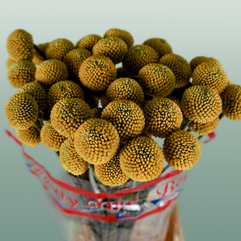 Craspedia Paintball Pop (50 Stems