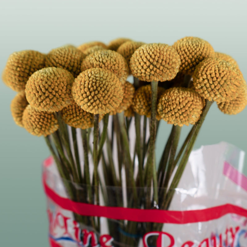Craspedia Paintball Pop (50 Stems