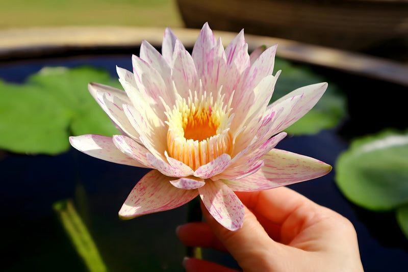 Nymphaea 'Paranee'