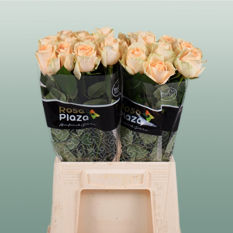 Rose Peach Avalanche