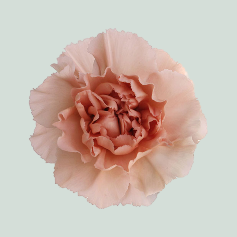 Carnation Standard Peach Novia (20 Stems)