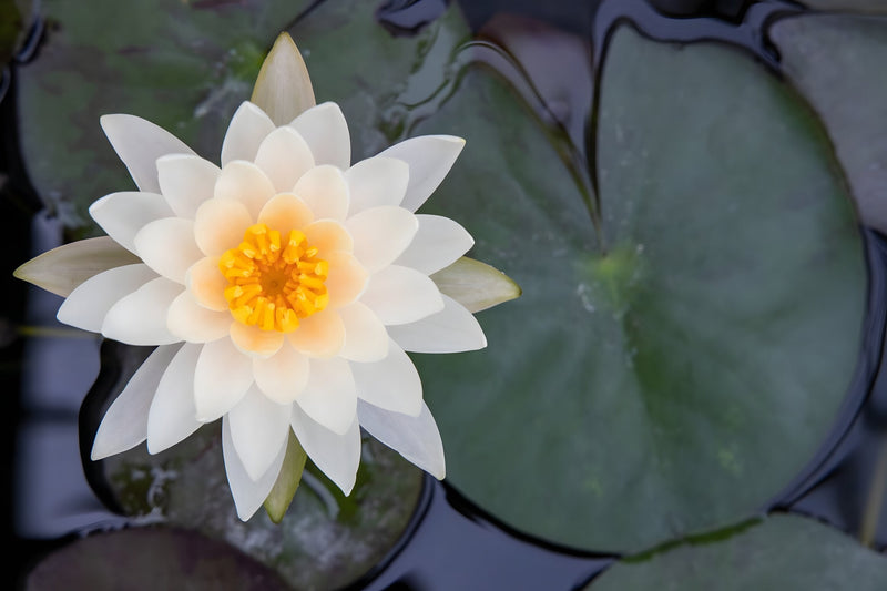 Nymphaea 'Peaches and Cream'