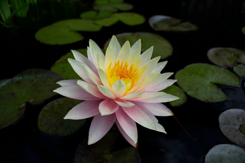 Nymphaea 'Peaches and Cream'