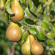 PearConference.jpg