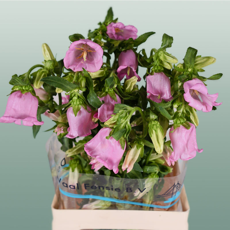 Bellflower - Campanula - Pearl Pink