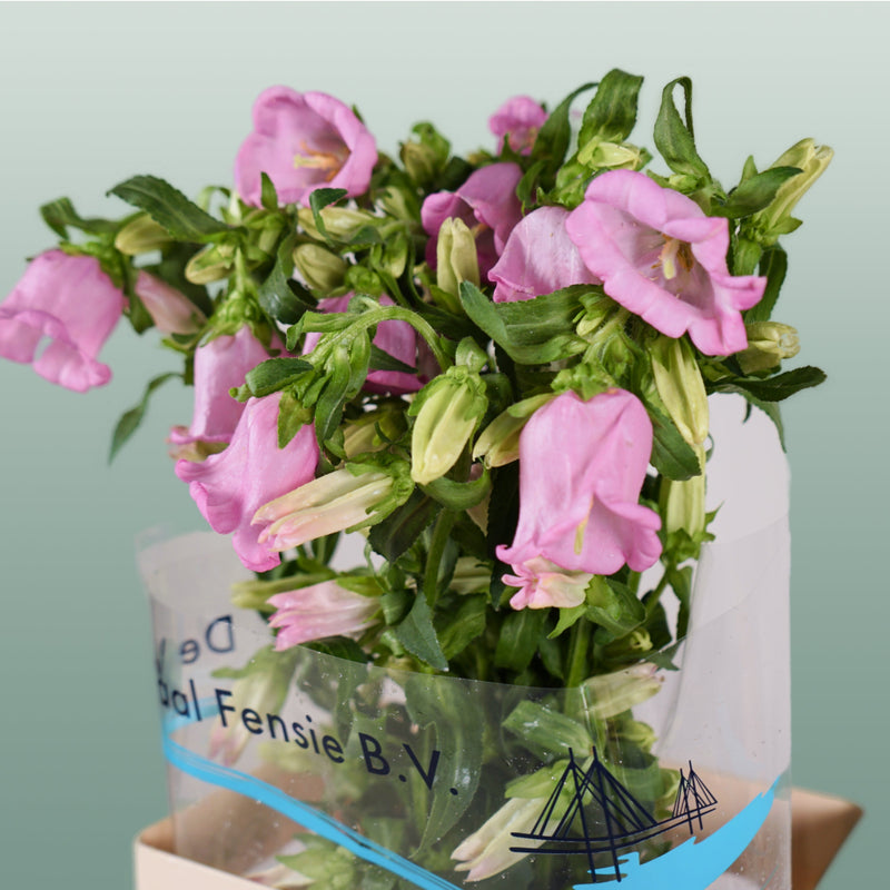 Bellflower Champion Blue (10 Stems)