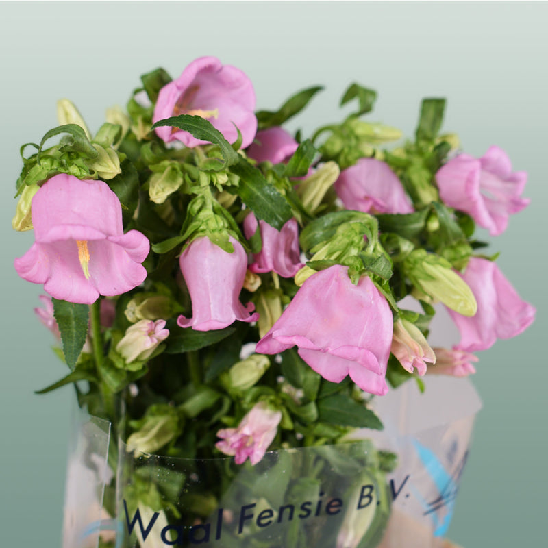 Bellflower - Campanula - Pearl Pink
