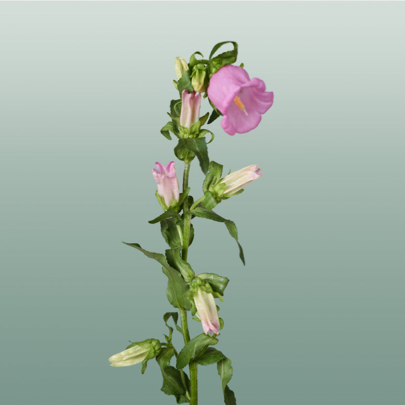 Bellflower - Campanula - Pearl Pink