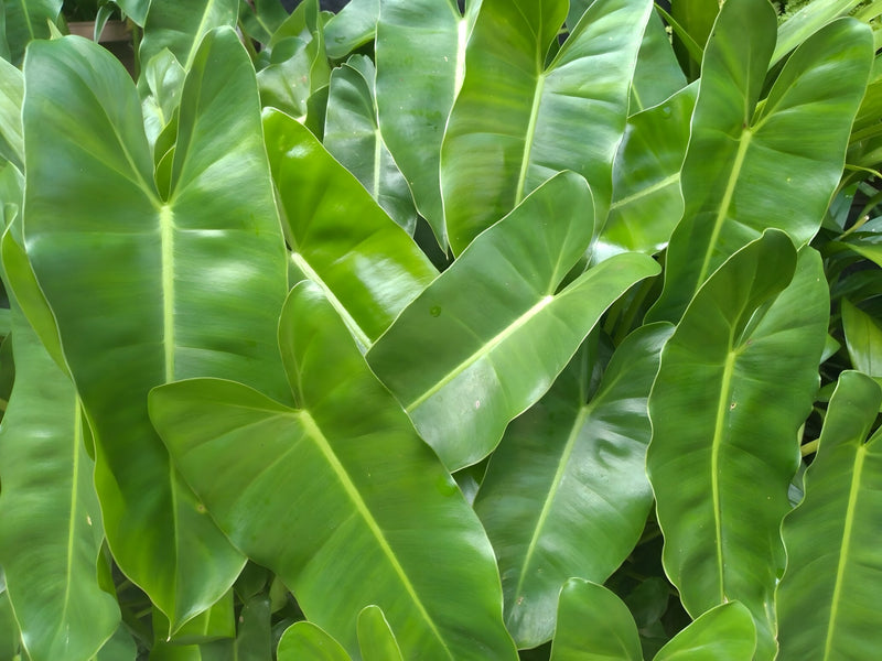 Peltandra undulata - Green Arrow Arum, Pond Marginal Plant