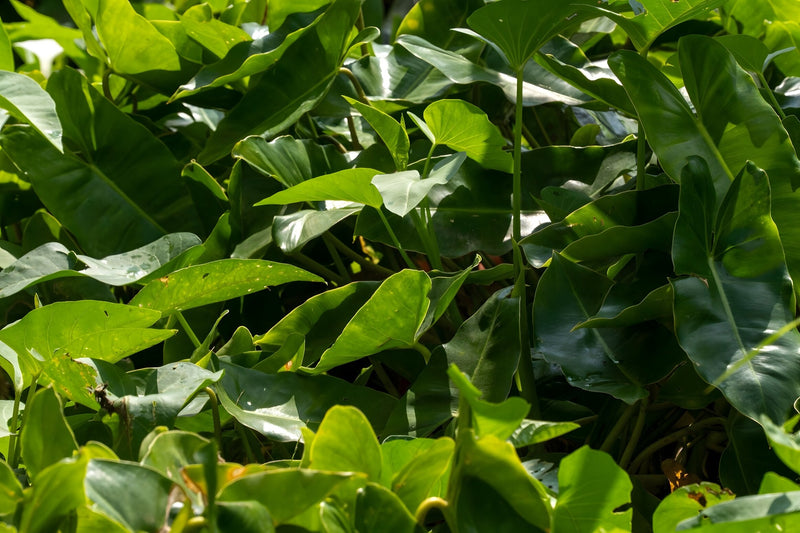 Peltandra undulata - Green Arrow Arum, Pond Marginal Plant