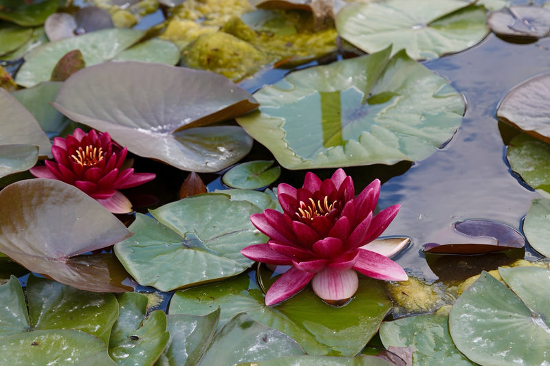 Nymphaea 'Perry's Almost Black'