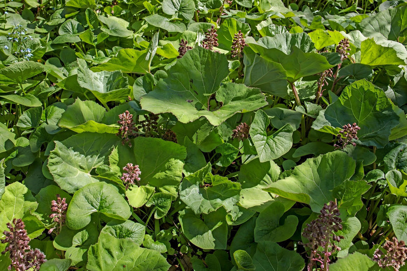 Petasites hybridus