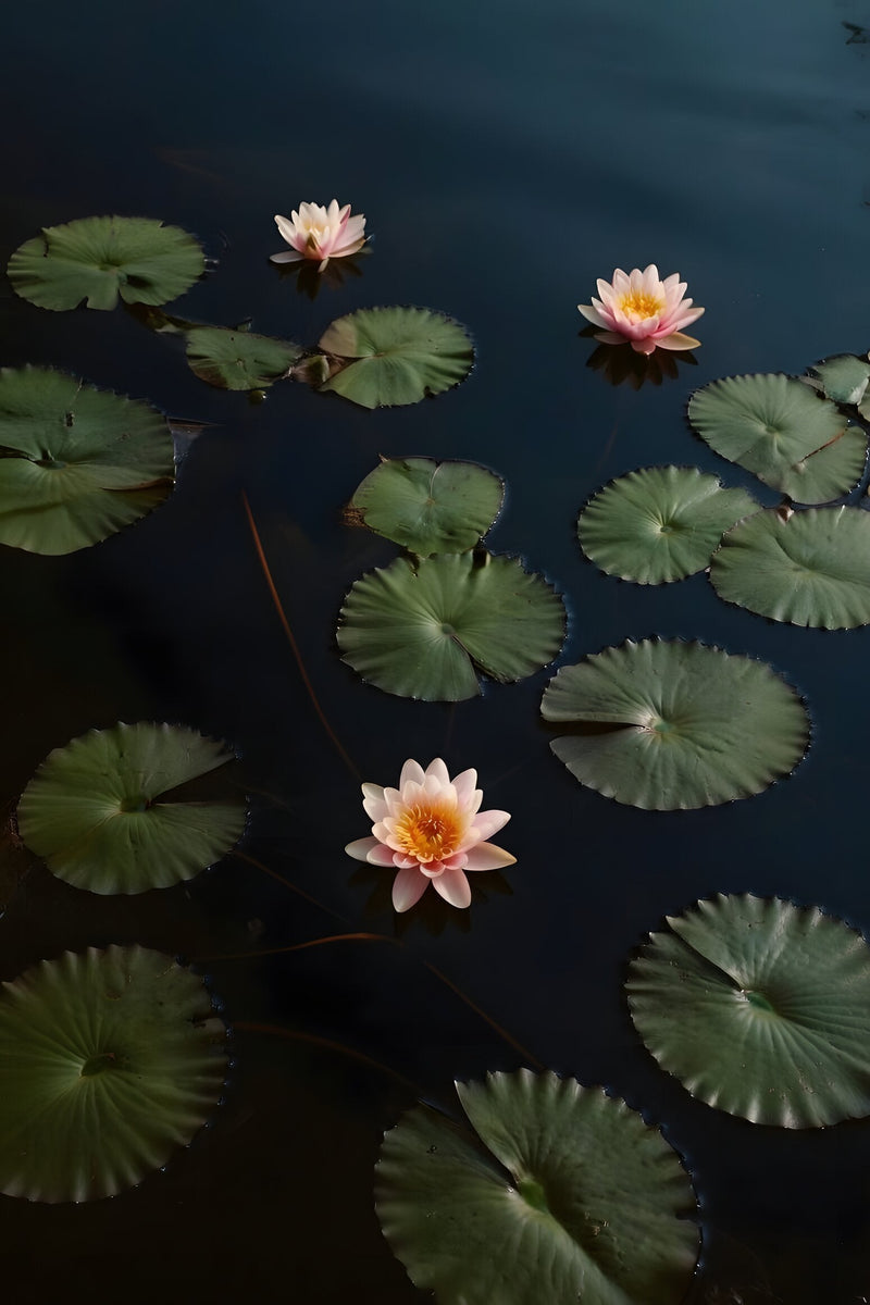 Nymphaea 'Phoebus'