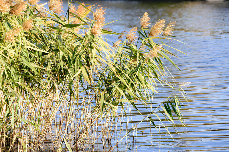 Phragmites australis - Common Reed, Native Pond Marginal Plant