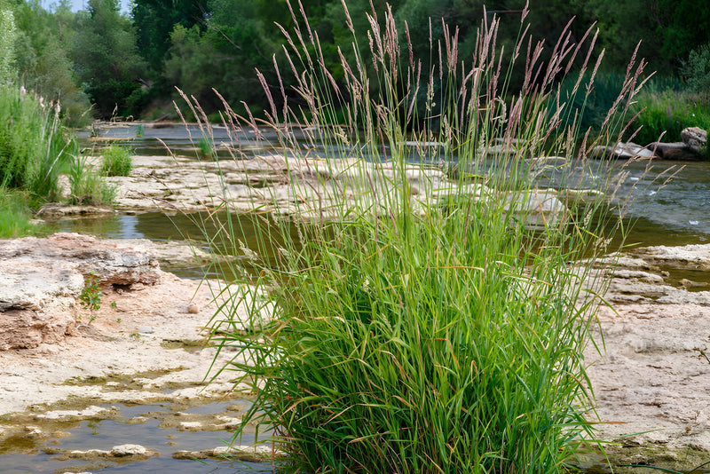 Phragmites australis - Common Reed, Native Pond Marginal Plant