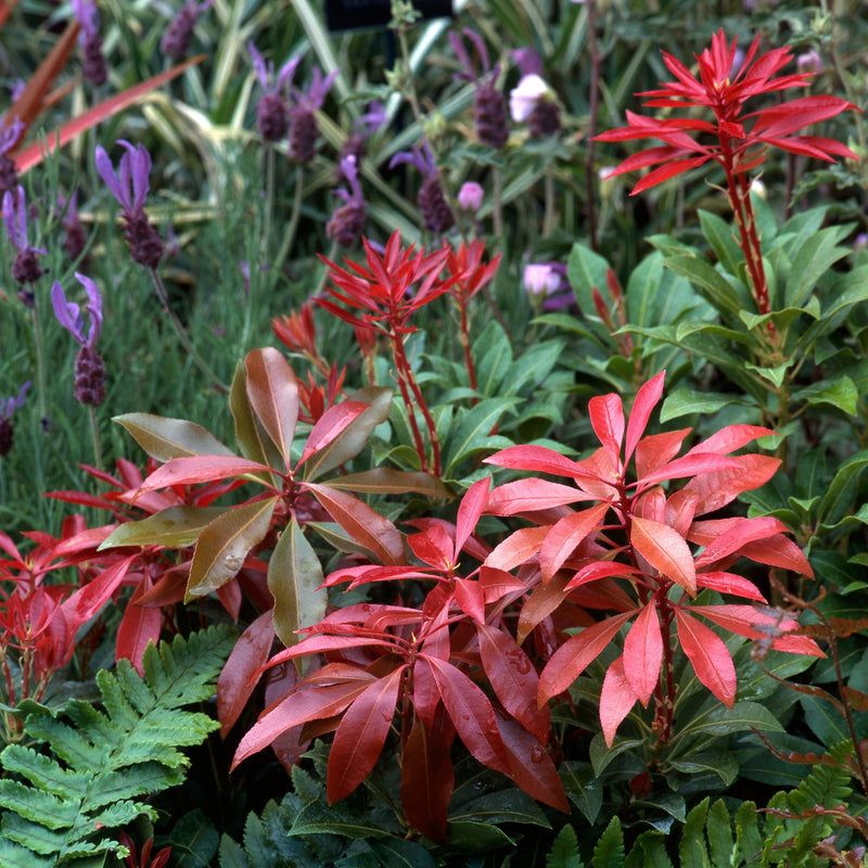 PierisMountianFireShrub.jpg