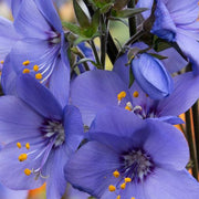PolemoniumBlue.jpg