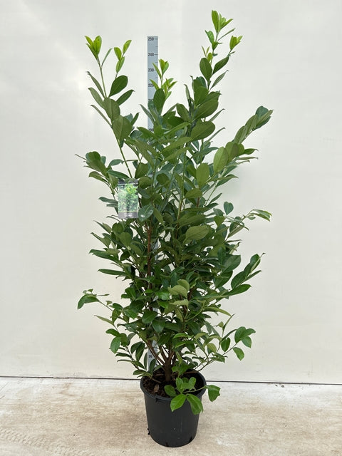 PrunusCherryLaurel250cm.jpg