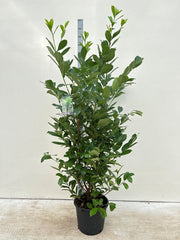 PrunusCherryLaurel250cm.jpg