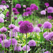 PurpleSensation1.jpg
