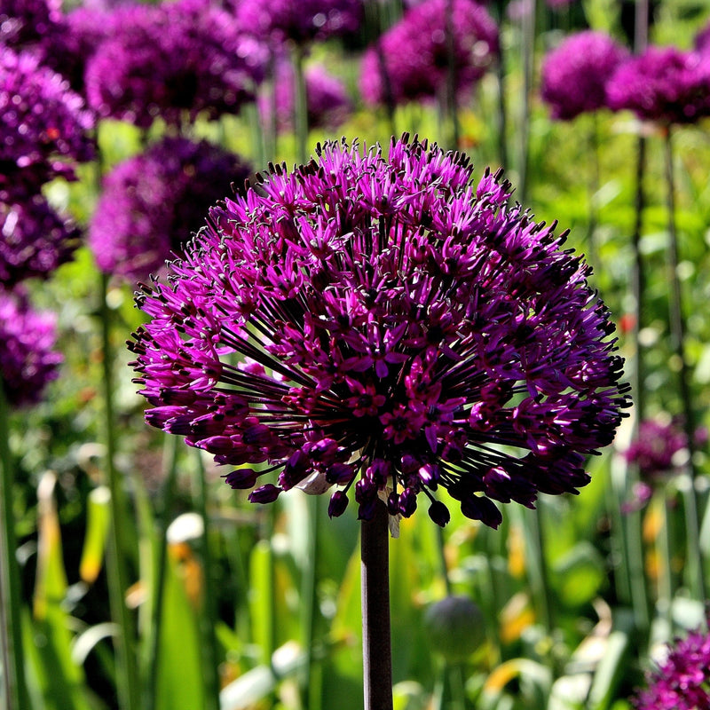 PurpleSensation2.jpg