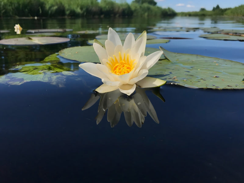 Nymphaea 'Pygmaea Helvola'