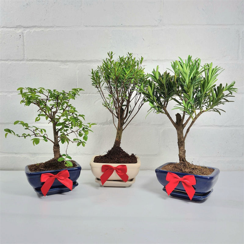 Red Gift Bow